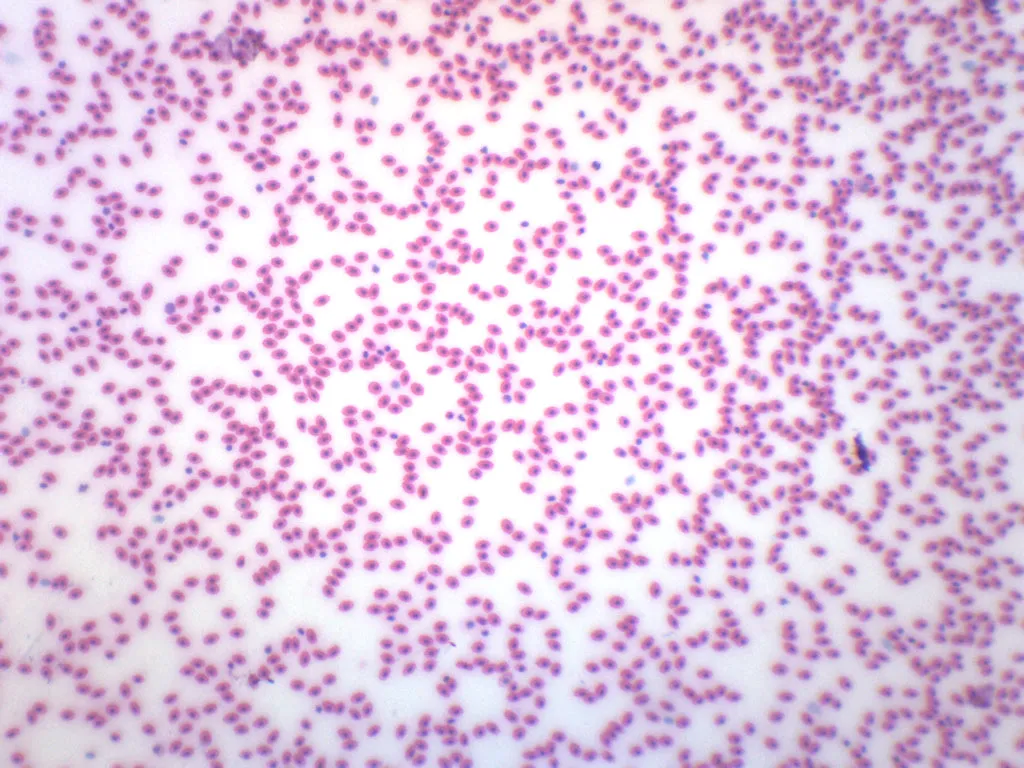 Frog Blood Smear - Prepared Microscope Slide - 75x25mm