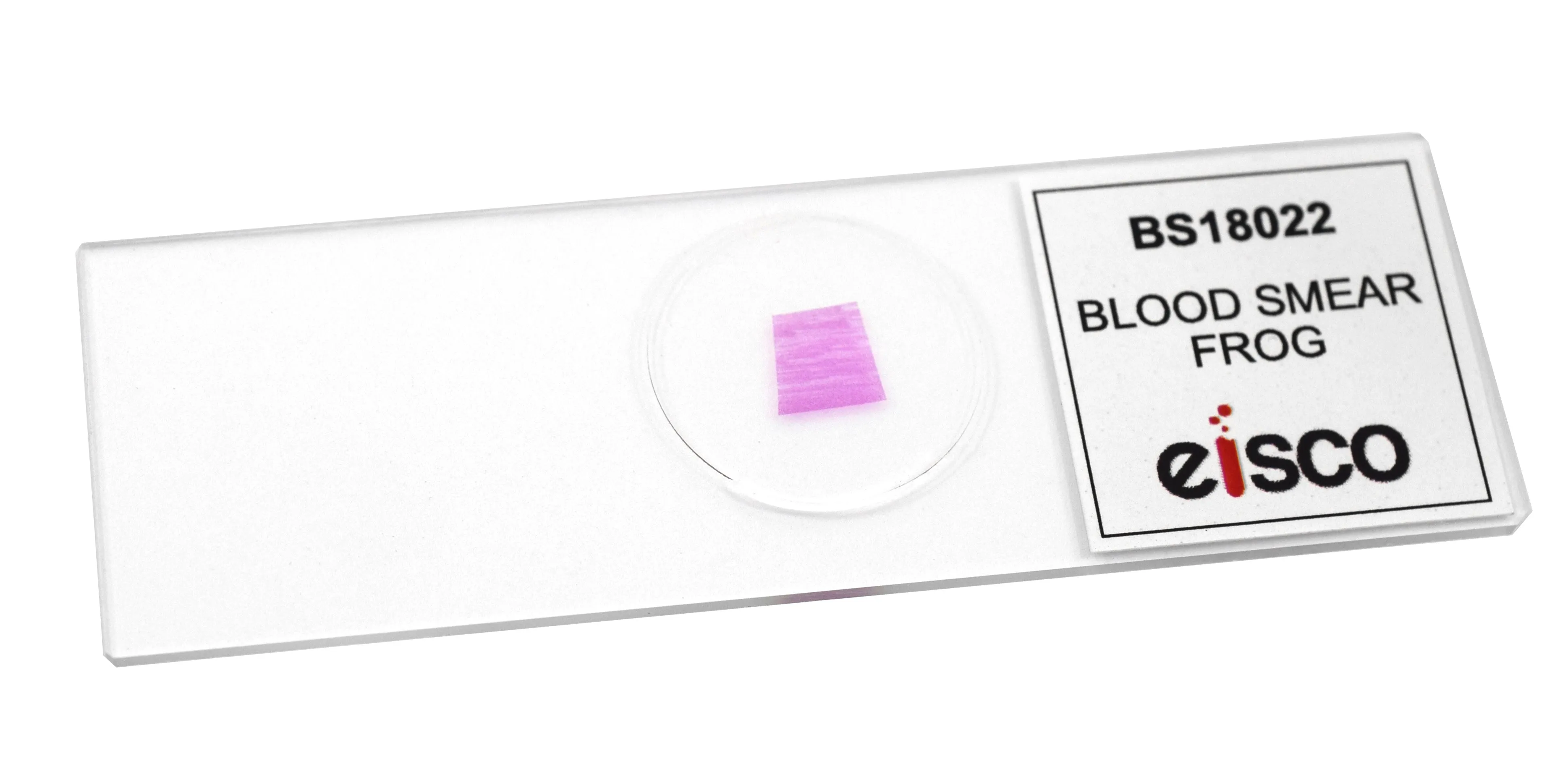 Frog Blood Smear - Prepared Microscope Slide - 75x25mm